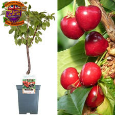 Patio fruit tree - patio, |