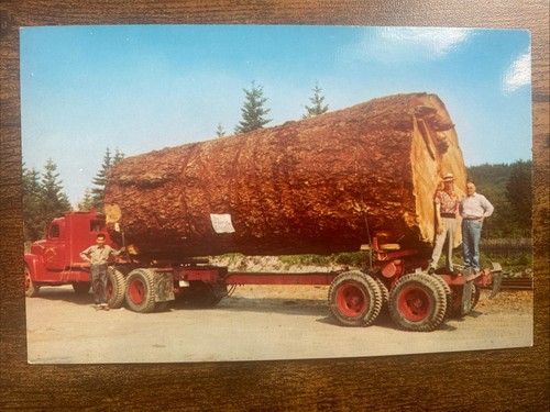 Giant fir log - fir, hauling