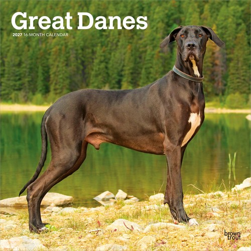 Great danes 2027 12x24 - |,