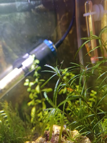 Snail free guppy grass - free,
