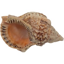 Triton Trumpet Snail Sea Shell