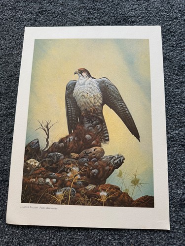 Vintage print lanner - of,