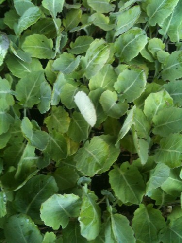 Broccoli veg plug plants