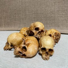 Human Skull Replica 1:12 Scale