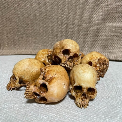 Human skull replica - replica, 1:12