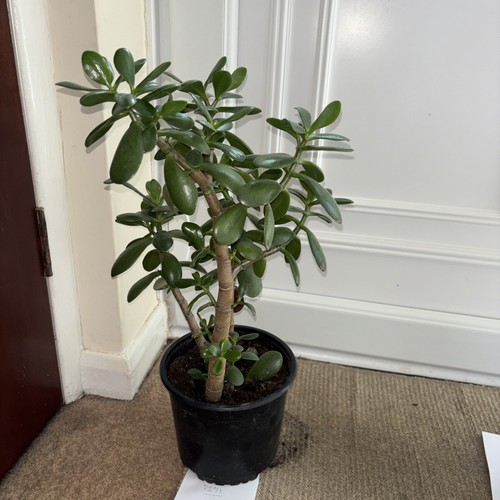 Jade money plant crassula - plant,