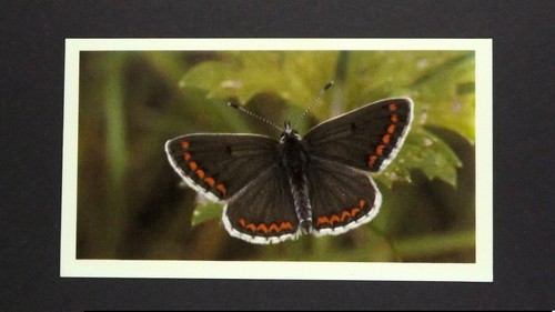 Grandee cigar card - grandee,