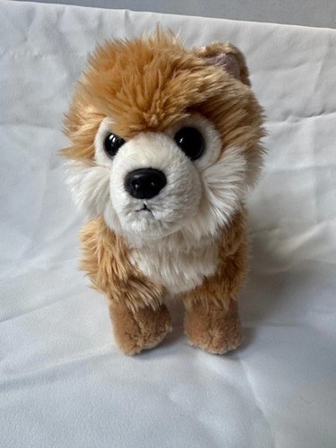 Aurora miyoni pomeranian puppy - aurora,