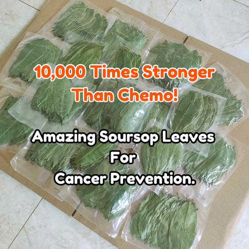 Dried soursop leaves graviola - soursop,