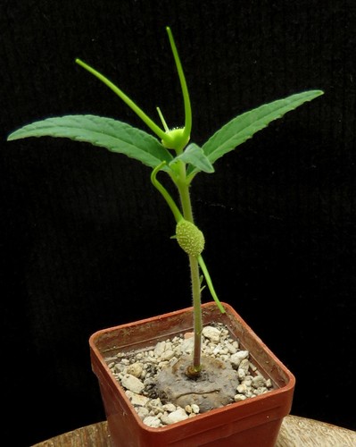 Dorstenia