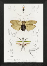 Different Types Of Insects