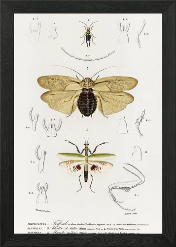 Different types insects - of,