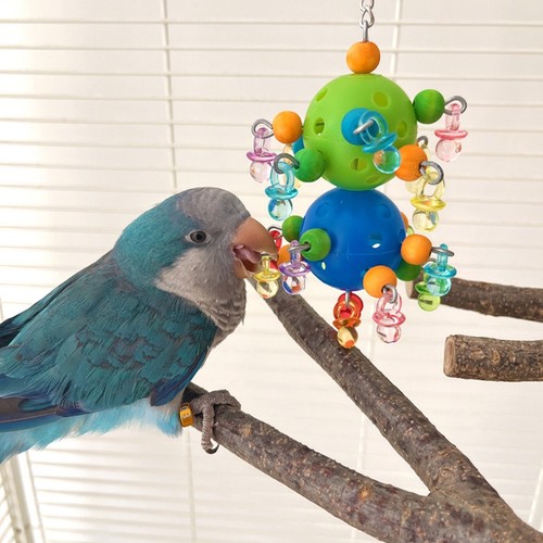 Colorful parrot plastic climb - colorful,