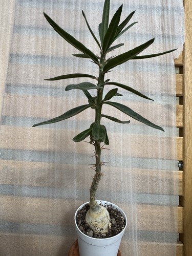 Pachypodium succulentum - pachypodium,