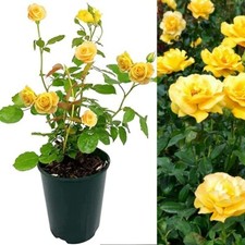 Rose Bush Keep Smiling -