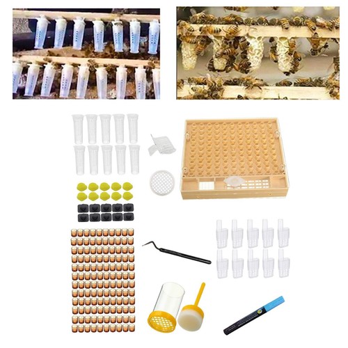 Bee queen rearing grafting kit - rearing,