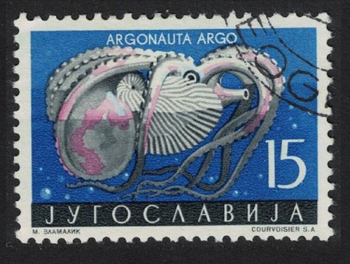 Common paper nautilus mollusc - paper,