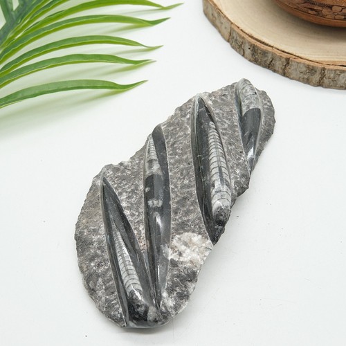 Large natural orthoceras - large,