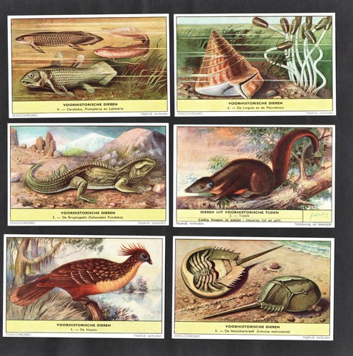 Prehistoric animals alive - animals,