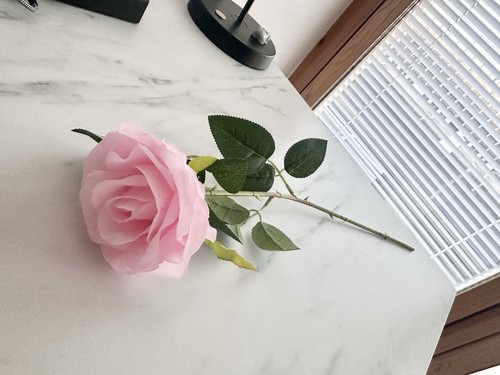 Single pink long - , stem