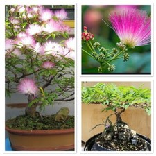 Silk Tree! Sapling. Ideal
