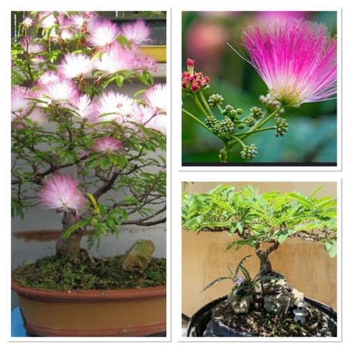 Silk tree sapling - tree!, sapling.