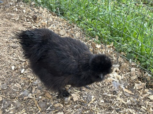 Silkie hatching eggs - 8+,