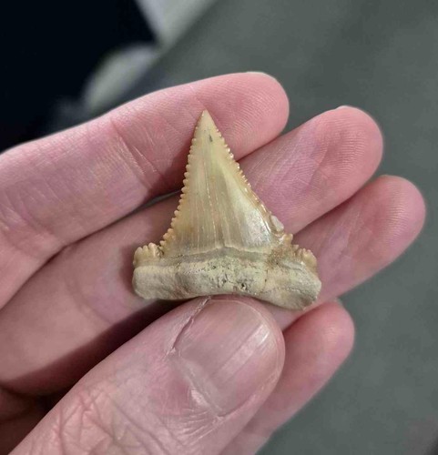 36mm palaeocarcharodon - 36mm,