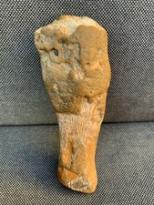 Fossil Coral Specimen in Flint