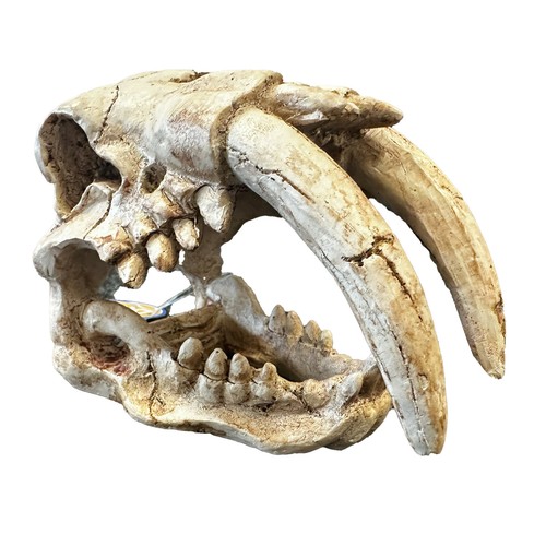 Betta tusks skull fish - fish, tank