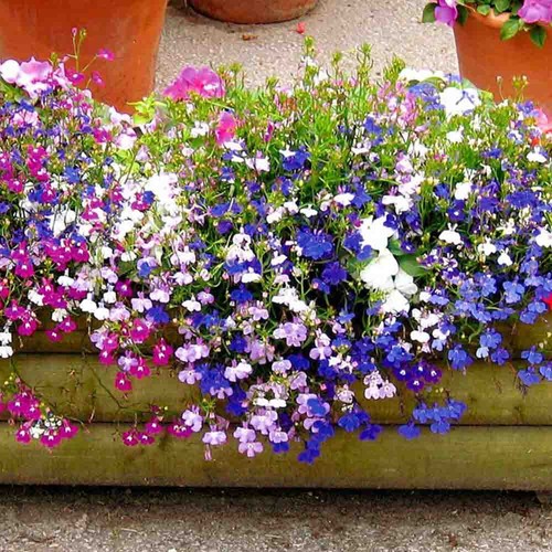 Trailing lobelia seeds - 50,