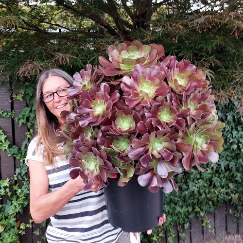 Aeonium velour succulent - aeonium,