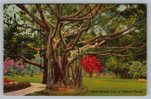 Giant banyan tree florida - banyan,