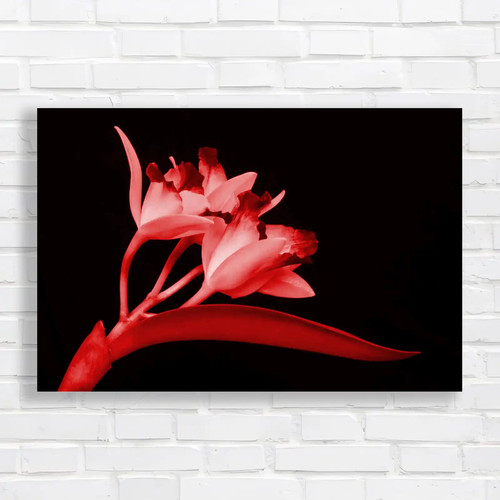 Cattleya flowers exquisite - flowers,