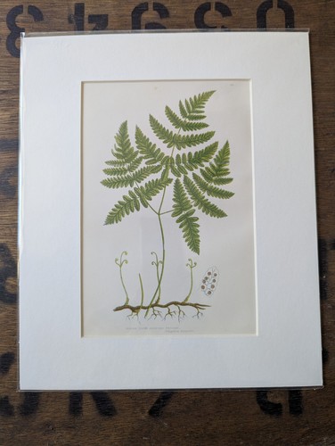 Antique 1870s anne pratt - 1870s,