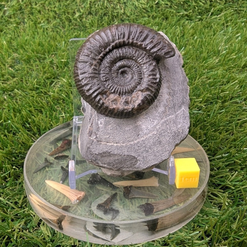 Ammonite fossil whitby - -,