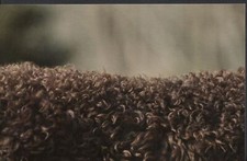 Animals Postcard - Modern Photo Postcard - Dogs - Irish Water Spaniel  A7869