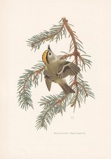 1960 GOLDCREST Bird Print -