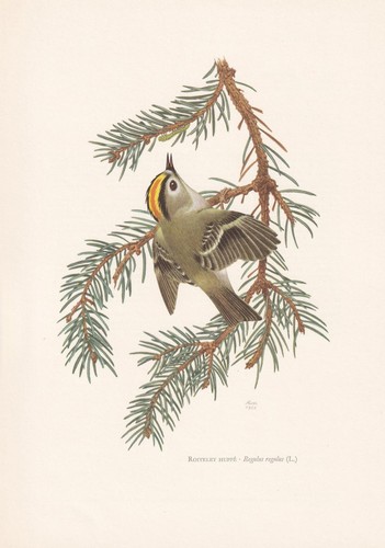 1960 goldcrest bird print - goldcrest,
