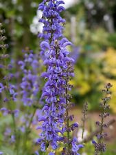 Meadow Clary - Salvia pratensis X 60 SEEDS Rare Native Wild Flower BEE Friendly