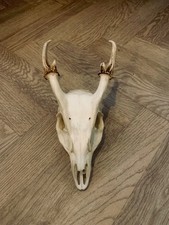 muntjac deer skull