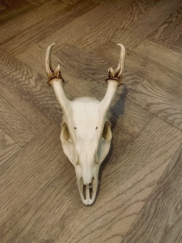 Muntjac deer skull - deer,