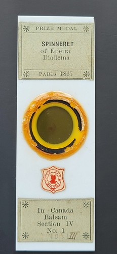 Antique microscope slide c - antique,