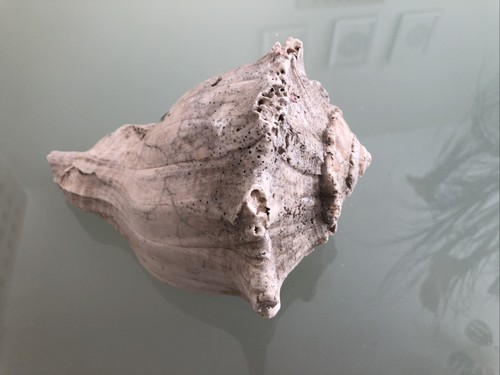 Large 17cm lefthand whelk fox - 17cm,