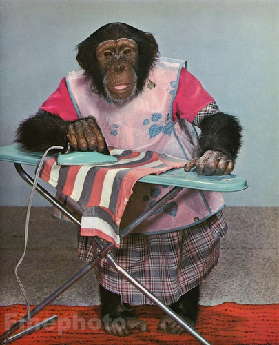 1959 vintage monkey humor - vintage,