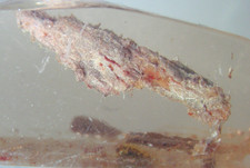 Pliocene amber kenya africa - amber,