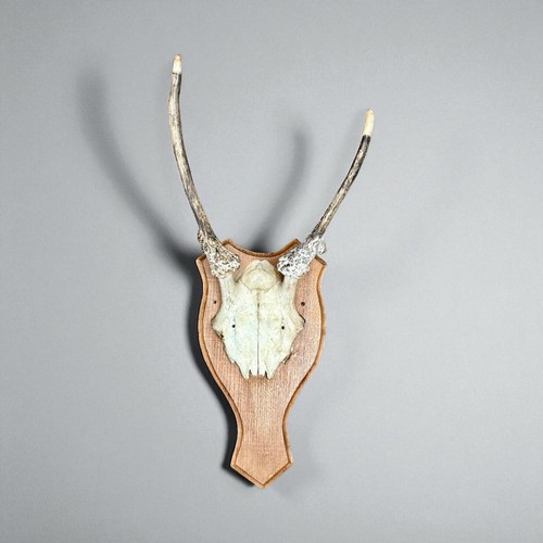 Vintage deer skull - skull,
