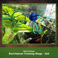 3 Pack Betta Fish Training