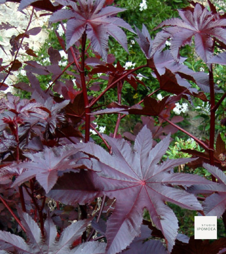 Castor oil plant genuine - 1, *genuine*