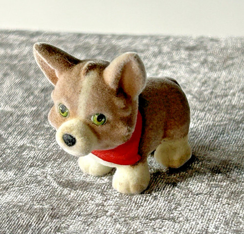 Puppy pocket corgi - puppy,
